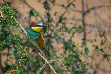 bee brid