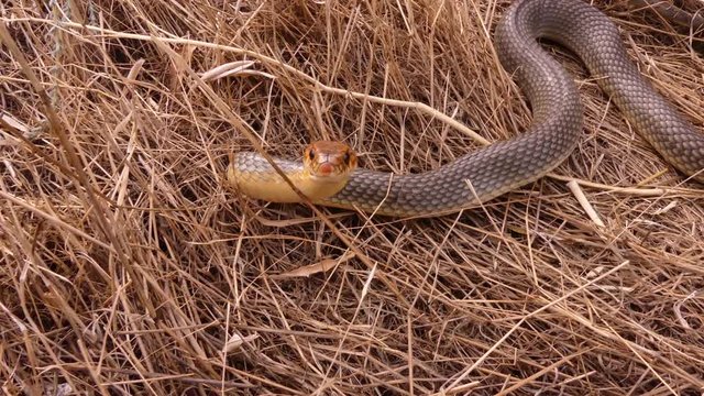 Caspian whipsnake (Coluber caspius or Dolichophis caspius) the largest snake in Europe. Length more than 2 meters. Crawls fast, swims well, climbs trees! Agrassive, but not poisonous.