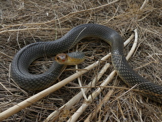 Caspian whipsnake (Coluber caspius or Dolichophis caspius) the largest snake in Europe. Length more than 2 meters. Crawls fast, swims well, climbs trees! Agrassive, but not poisonous.