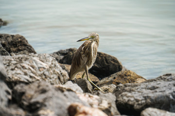 Chinese pond heron bird look for food by river