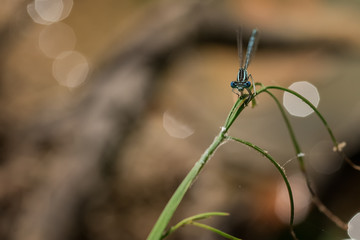 natura blue © alper