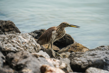 Chinese pond heron bird look for food by river