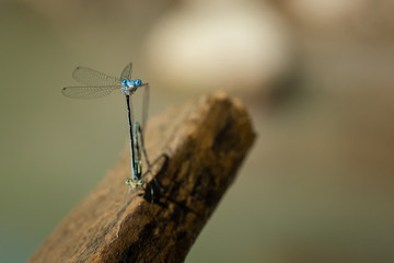 blue insect
