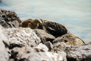 Chinese pond heron bird look for food by river