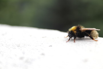 Hummel, Natur, Insekt, Sommer, Tier