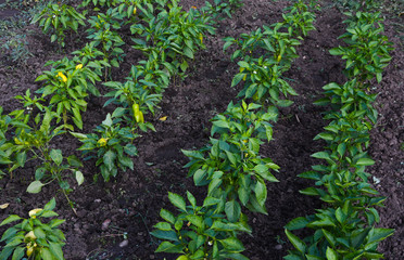 plant beds of bell peppers in the garden in the village