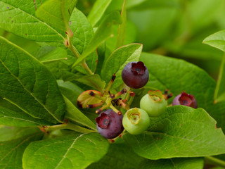 Jagody borówki © michalsen