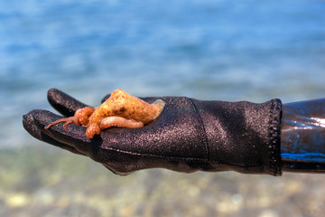 Little Octopus with wetsuit human hand on the beach in Mediterranean Sea.