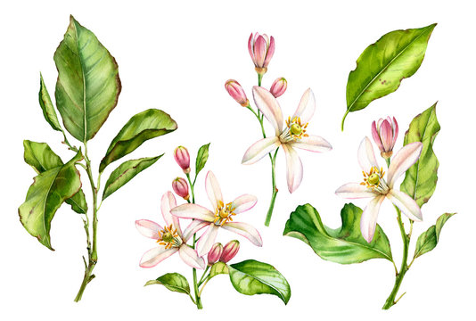 Watercolor Botanical illustration citrus tree branch white flowers © Katerina Kolberg