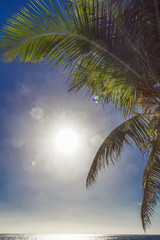 Fototapeta premium palm trees against blue sky