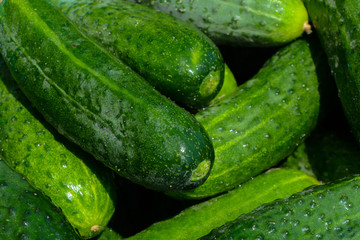 fresh homemade cucumbers on a sunny day, just picked, closeup,vegetables