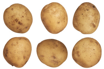 Nice potato isolated on white.