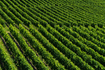 Accurate straight of a vineyard - agriculture - angled view