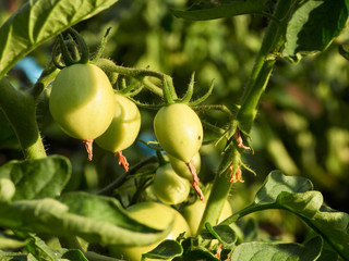 zielone pomidory, niedojrzałe