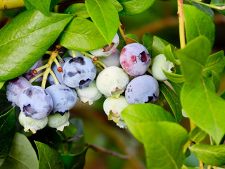 Jagody borówki © michalsen