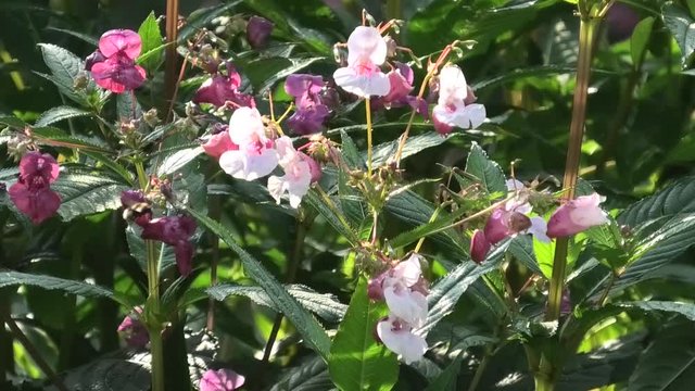 fiori suoni colori del biotopo
