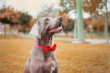 Weimaraner dog sitting in autumnal nature, with a red bow tie on his neck.