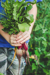 harvest vegetables (beets, carrots, onions, dill, garlic and more). top food background. copy space