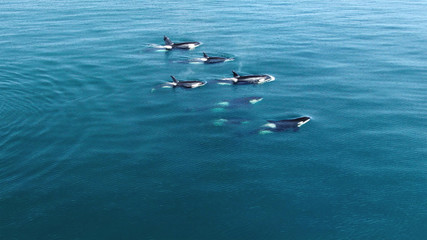 Wild Orcas killerwhales pod  traveling in open water in the ocean © willyam