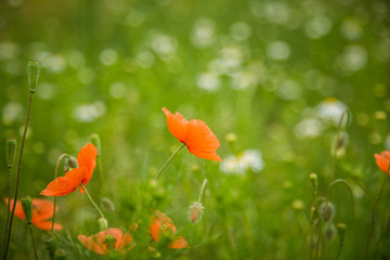 Beautiful, red, wild poppies blossoming in the meadow. Summer flowers.