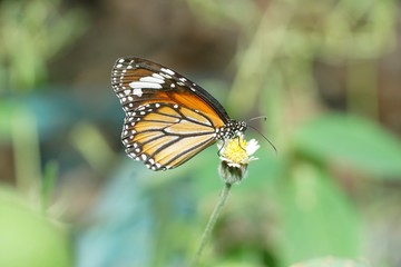butterfly on flower in nature garden