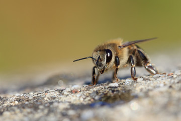 Honey bee close up, walking on a wall searching for food for energy.