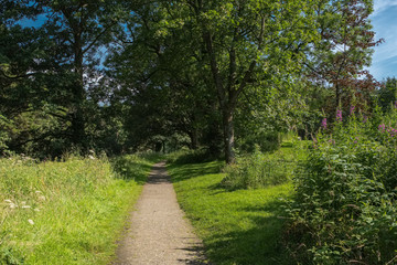 Mature Scottish Trees in Summer and a Footpath running through the centre of the image