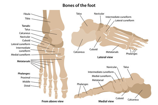Bones of the foot with main parts labeled. From above, lateral and medial views. Vector illustration in flat style over white background.