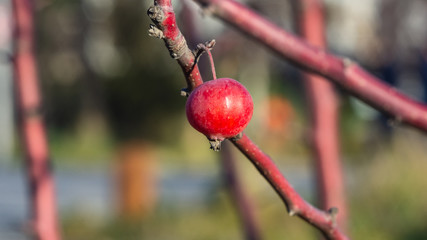 Small decorative apple frozen on branch late autumn close-up with bokeh background, selective focus, shallow DOF
