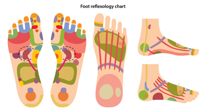 Reflex zones on the feet. Zones on the soles. Superior, lateral and medial views of foot. Acupuncture points on the foot. Chinese medicine. Vector illustration over white background.