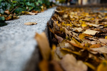 Low angle view of a side walk covered with autumn leafs