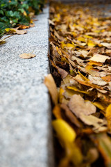 Low angle view of a side walk covered with autumn leafs