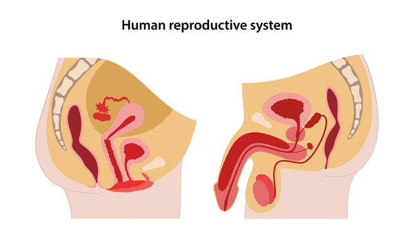 Male and female reproductive system. Lateral view of human reproductive system. Anatomical vector illustration in flat style over white background.