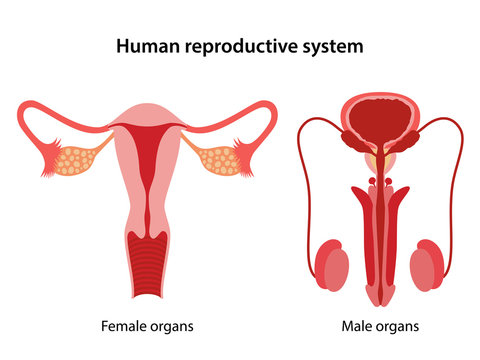 Male and female reproductive system. Anterior view of human reproductive system. Anatomical vector illustration in flat style over white background.
