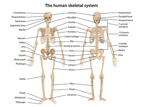 Human skeleton in front and back views with main parts labeled. Vector illustration in flat style over white background.