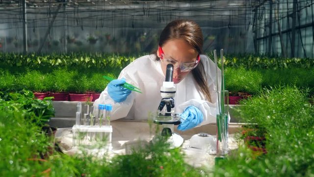 Female specialist is observing a plant under a microscope