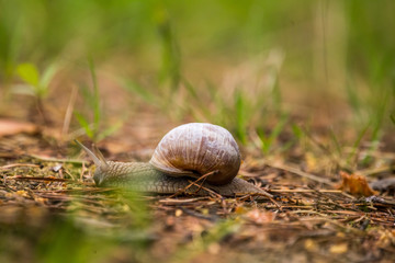 Beautiful burgundy snail on the forest floor. Helix pomatia crawling on a spring ground.