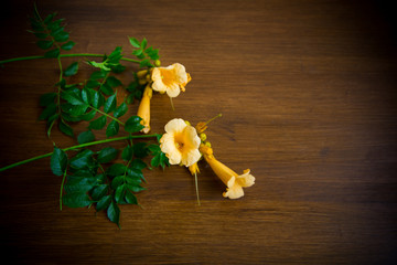 Blooming curly flower kampsis on a branch, on a wooden table