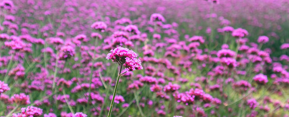 Blur Blooming Verbena flower background
