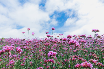 Obraz na płótnie Canvas Blooming Verbena field on bright sky