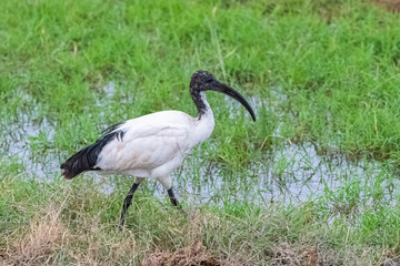 Obraz premium African Sacred Ibis, African bird standing in the savannah