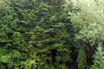 Fototapeta na wymiar Spruce trees if fog