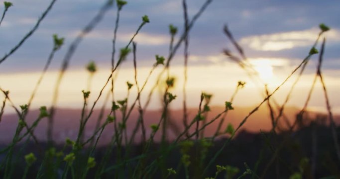 Close up of yellow flowers during sunset with mountains in the background.