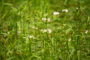 Beautiful white water violet bach flowers blossoming in the forest pond. Natural herb growing in water with flowers.