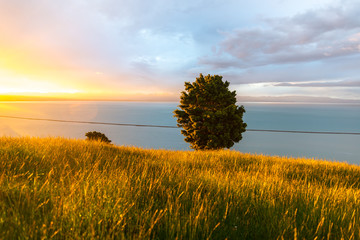 lonely tree on the hill. amazing sunrise