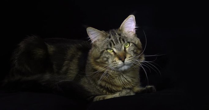 Brown Blotched Tabby Maine Coon Domestic Cat, Male laying against Black Background, Normandy in France, Slow motion 4K