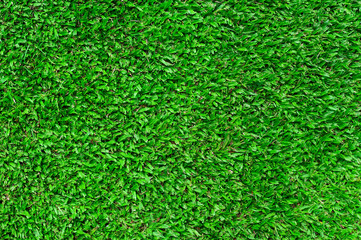 Green grass texture background