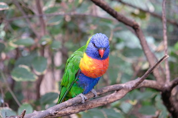 Rainbow lorikeet on tree branch