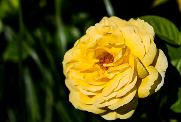 Yellow rose macro shot