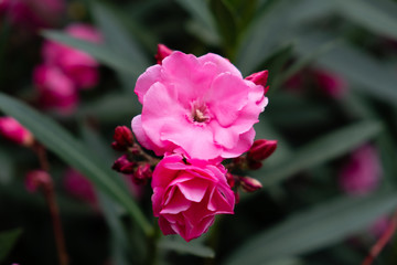 Two pink flowers